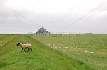 Schafe auf einer Wiese in der NÃ¤he von Mont-Saint-Michel Frankreich
