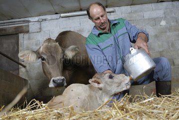 Breeder giving colostrum to a Calf from her mother