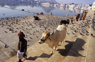 Sacred Cow and Pigeons Rajasthan Pushkar India