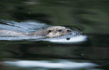 European Otter emerging on the surface of water Germany