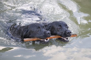 Two black Labradors in the water bringing back stick France