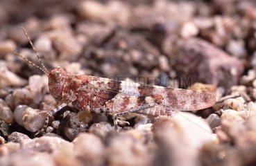 Oedipode aigue marine posé sur le sable Bords de Loire
