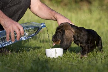 Master giving water at his Wire-haired Dachshund puppy