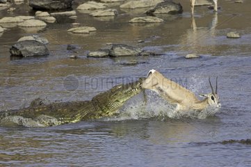 Nile Crocodile capturing a Grant's Gazelle Masai Mara Kenya