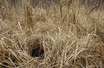 Trockene Gräser in einem Moor Rambouillet -Wald Frankreich