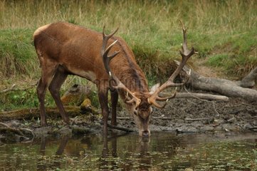 Male Elk drinking Denmark