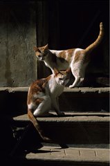Cats in stairs India