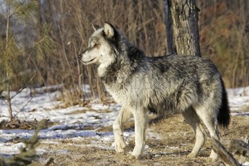 Portrait of a Gray Wolf stand up to the USA