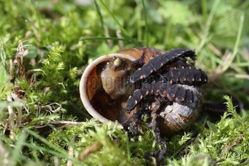 Worms devour a gleaming Escargot