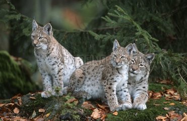 Eurasian lynx and young Bayerischerwald Germany