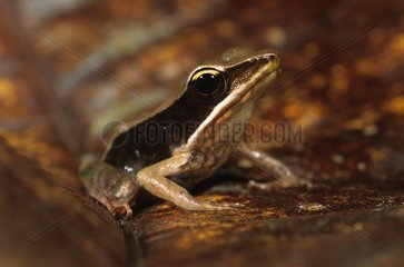Warszewitsch's Frog on leaf Nicaragua