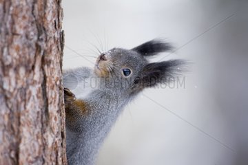 Eurasian red squirrel looking for food Finland