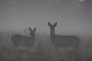 Roe Deers careful in a meadow in the morning mist