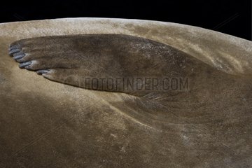 Detail of the pectoral fin of a Northern elephant seal