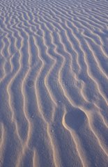 Undulations of sand caused by the blowing wind Germany