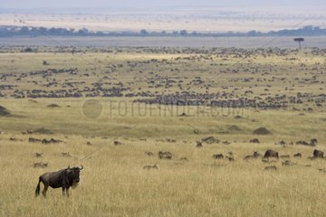 Annual Blue Wildebeests migration Masai Mara Kenya