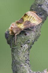 Burnished Brass on a branch Bulgaria
