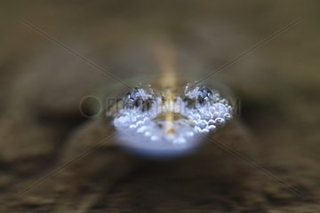 Toad leaving its eyes from water in rainforest