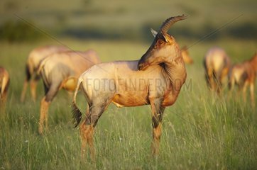 Topi in the savannah Masai Mara Reserve Kenya