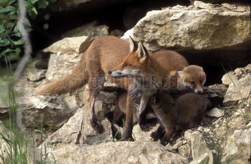 Roter Fuchs stillt seine Vosges France Rod