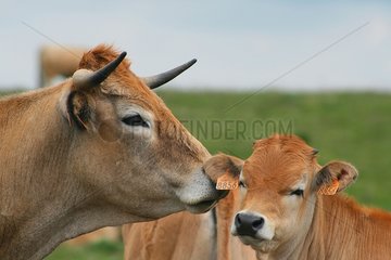Aubrac cow and her calf Aubrac Lozère France