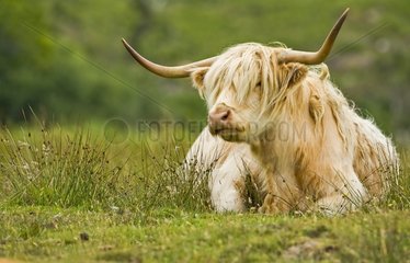 Highland Cow in einem Meadow Schottland liegt