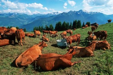 Herde des Fülle und Tarentaise in Savoie Alpine