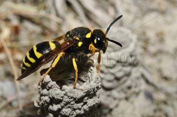 Mason wasp on fireplace - Ecrins NP Alps France