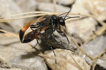 Mud Wasp mating - Ecrins NP Alps France