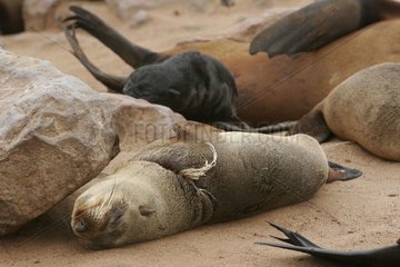 Cape Fur Seal strangled by fishing net Cape Cross Namibia
