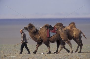 Chameaux de Bactriane et chamelière Mongolie