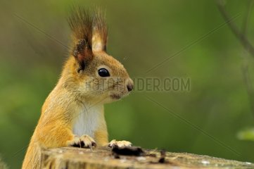 Eurasian Red Squirrel on a stump Martinselkonen Finland