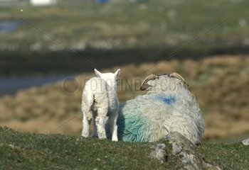 Schwarzes Gesicht Schafe vor einer kleinen Loch Harris Island