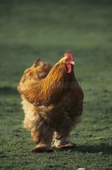 Cock Cochinchinoise breed Picardy France