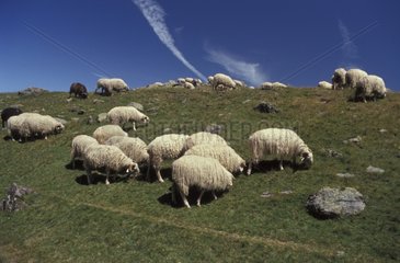 Troupeau de moutons en alpage Vallée d'Aspe France