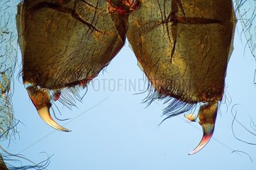 Detail of hooks of spider male in polarized light