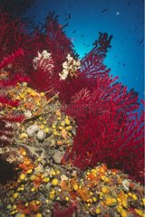 Red Gorgonians Marseille Mediterranean Sea