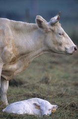 Vache de race Blonde d'Aquitaine et son veau France
