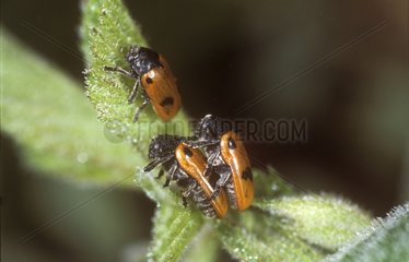 Chrysomelid mating France