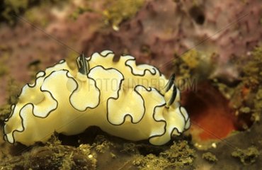 Nudibranch Thailand
