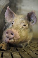 Portrait of Landrace Pig in stall Breeding Industry