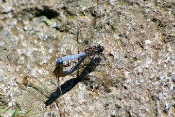 Mating of Black-tailed skimmer on a rock