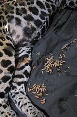 Extraction de myiases d'un jaguar Yucatàn Mexique