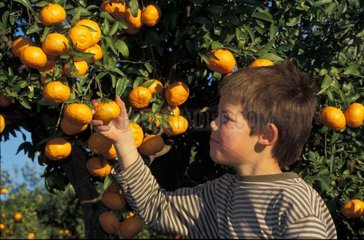 Child gathering of Clementines in January Greece
