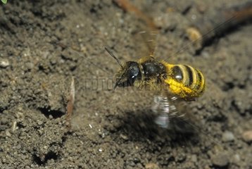 Sweat Bee flying near its burrow in the Vosges France