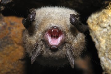 Geoffroy's bat yawning during hibernation in a cave France