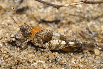 Grasshopper on the sand in the Loire Atlantique France