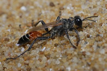European Grasshoper Hunting Wasp on sand France