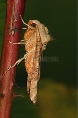 Angleshade moth posed on a thorny stem Flanders Belgium