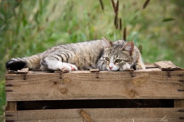 Katze auf einer Holzkiste liegt